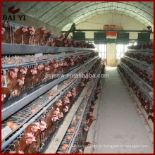 Novo projeto economiza gaiolas automáticas de criação de frango para venda